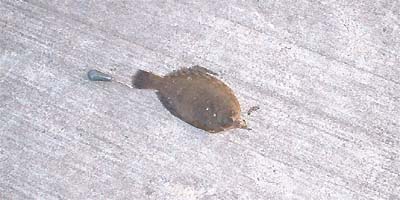 放流したカレイ