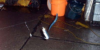 �J�^�N�`�C���V