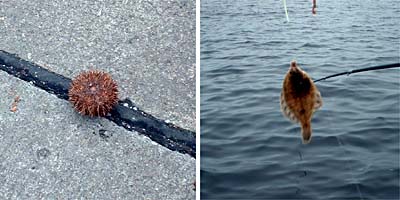 �o�t���E�j�ƃJ���C