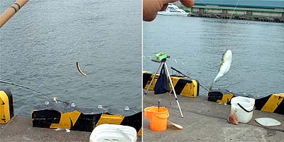 090921tikafugu.jpg(26606 byte)