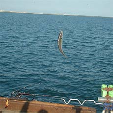 091016aji.jpg(22881 byte)