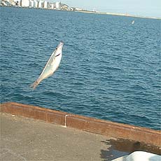 091016tanago.jpg(23031 byte)