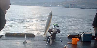 091024tika.jpg(22807 byte)