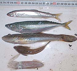 091101kakudai.jpg(24396 byte)
