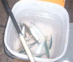 091101umabaketu.jpg(13356 byte)