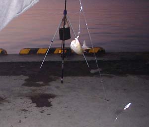 091108tika.jpg(14691 byte)