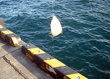 091113karei.jpg(40560 byte)