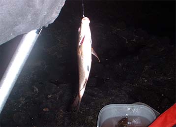 091113tanago.jpg(18097 byte)