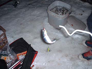 091229nisin.jpg(25596 byte)