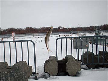 100124tika.jpg(26101 byte)