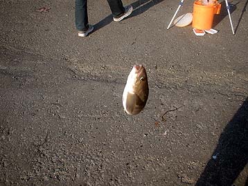 10050hokke.jpg(36854 byte)