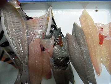 100516sasimi01.jpg(29389 byte)