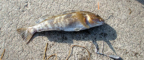 100607aburako.jpg(67767 byte)