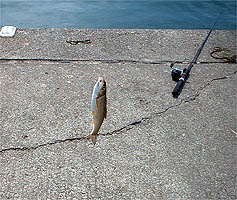 100607tanago01.jpg(29322 byte)