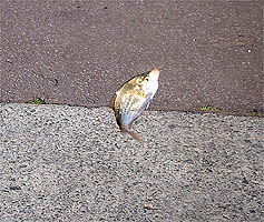 100607tanago02.jpg(32567 byte)