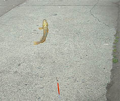 100607tibiabu.jpg(20300 byte)