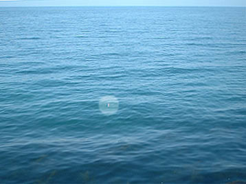 100614ikauki.jpg(25786 byte)