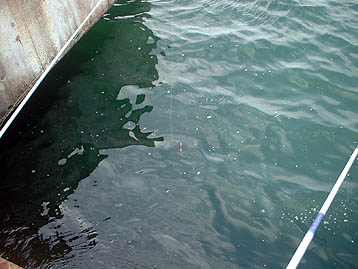 100622ikauki.jpg(31343 byte)