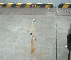 100709mame01.jpg(14864 byte)