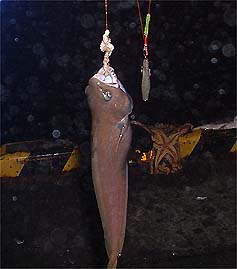 100810donko.jpg(17538 byte)