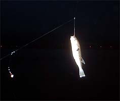 100902fugu.jpg(8055 byte)