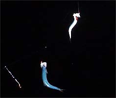 100902katakuti.jpg(8433 byte)