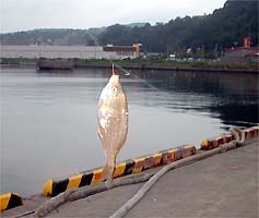 100902tanago.jpg(15003 byte)