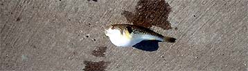 100914fugu.jpg(16889 byte)