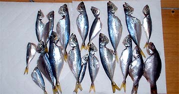 100914hosiaji.jpg(28516 byte)