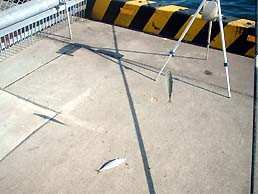 100914saba03.jpg(19587 byte)