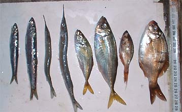 100922gyosyu.jpg(24673 byte)