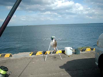 100922tanago.jpg(21913 byte)