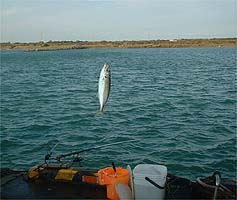 101011aji01.jpg(18139 byte)