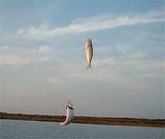 101011aji2ren.jpg(10331 byte)