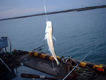 101024aji.jpg(24731 byte)