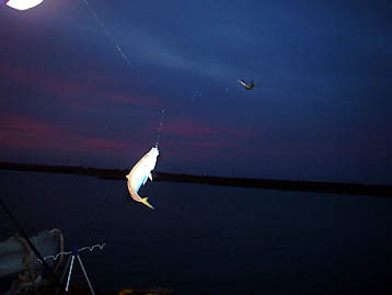 101024aji02.jpg(12990 byte)