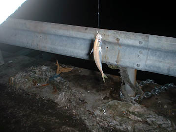 101024aji03.jpg(23561 byte)