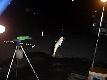 101024aji04.jpg(18559 byte)