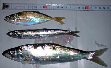 101024kakudai.jpg(26894 byte)