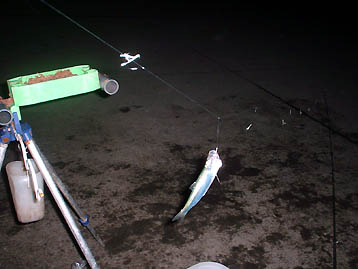 101024nisin.jpg(24237 byte)