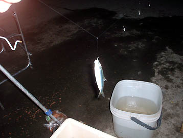 101024nisin02.jpg(22344 byte)