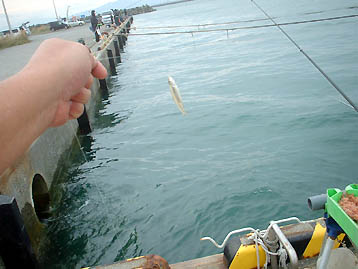 101024tika.jpg(28130 byte)