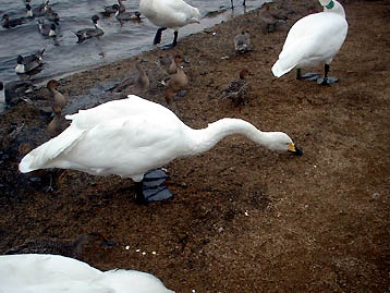 101024utonai01.jpg(38466 byte)