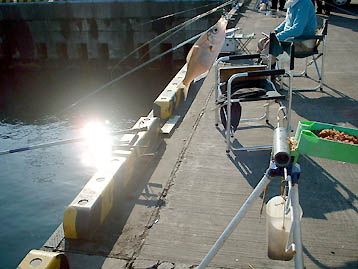 101029tanago.jpg(34701 byte)