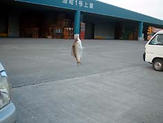 101106tanago.jpg(12596 byte)