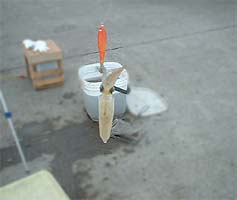 101122_1155mame05.jpg(11641 byte)