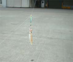 101122_1207mame07.jpg(9477 byte)