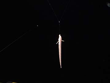 110202unagigaji.jpg(7918 byte)
