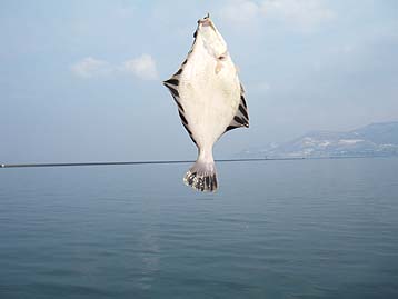 110330kawagarei.jpg(11903 byte)