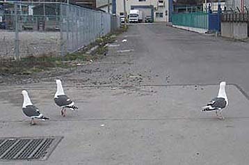 110427gome.jpg(21943 byte)